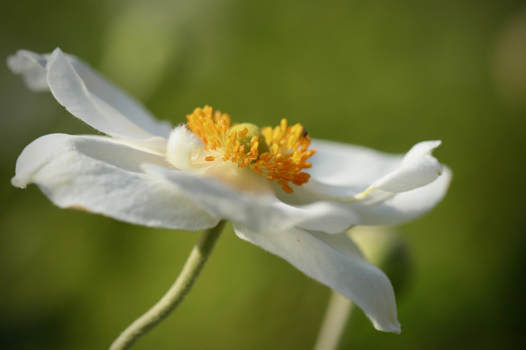 Elizabethan Gardens detail