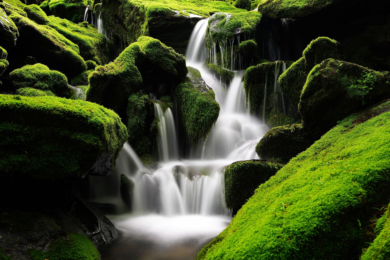 Pisgah forest waterfall moss