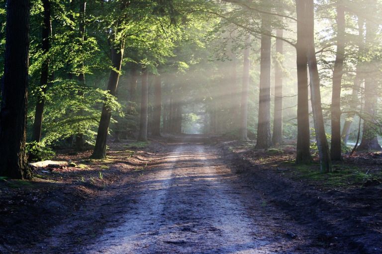 Maritime forest trail